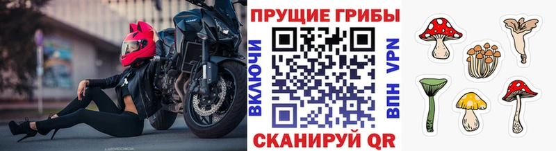 Галлюциногенные грибы Psilocybine cubensis  наркота  Томмот 